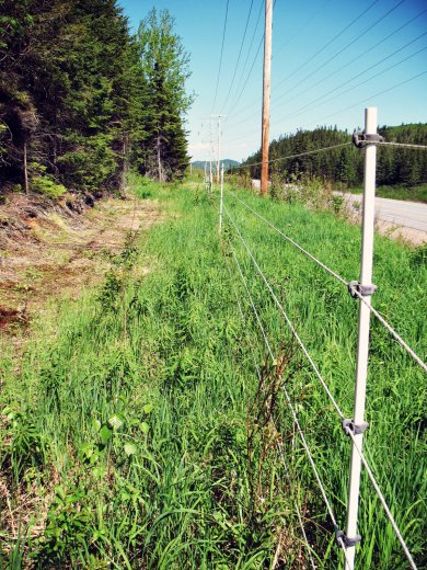 Electrical fence with Vegration growth that needs trimming