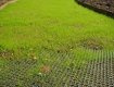 Grass grows through the TYPAR Turfprotecta plastc mesh